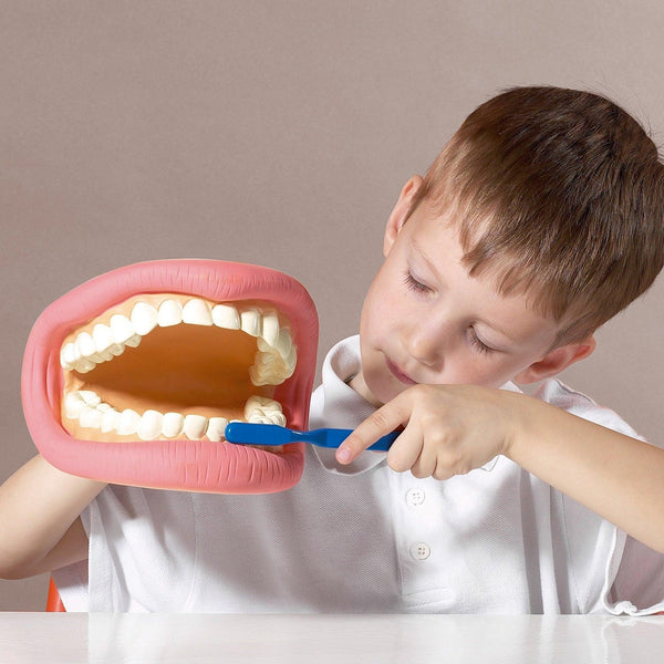 Giant Teeth Demonstration Set