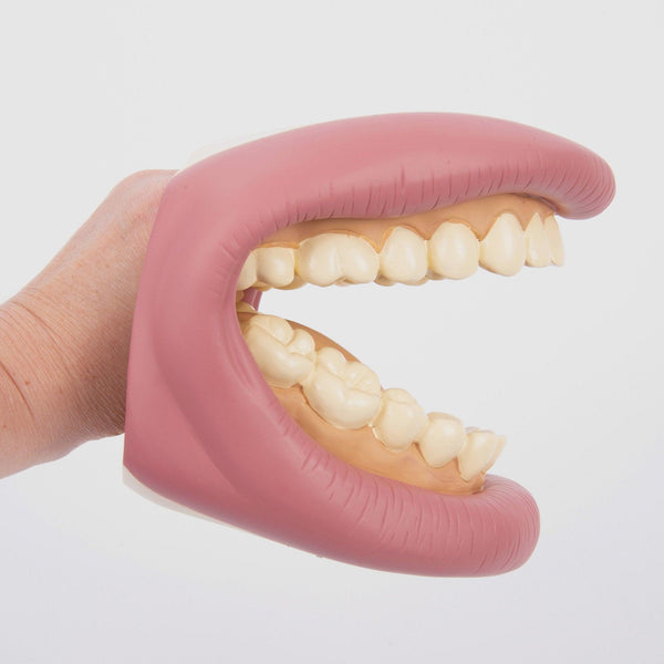 Giant Teeth Demonstration Set